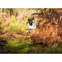 PACK COLLIER + TÉLÉCOMMANDE DE DRESSAGE POUR CHIEN NUM'AXES CANICOM 1500 7 PACK COLLIER + TÉLÉCOMMANDE DE DRESSAGE POUR CHIEN NUM'AXES CANICOM 1500 -Camping Rabais Magasin pack collier telecommande de dressage pour chien numaxes canicom 1500 3