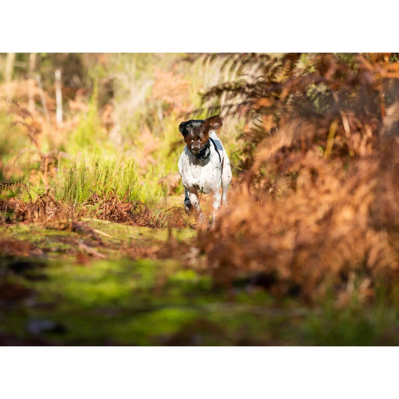 PACK COLLIER + TÉLÉCOMMANDE DE DRESSAGE POUR CHIEN NUM'AXES CANICOM 1500 4 PACK COLLIER + TÉLÉCOMMANDE DE DRESSAGE POUR CHIEN NUM'AXES CANICOM 1500 – Image 4